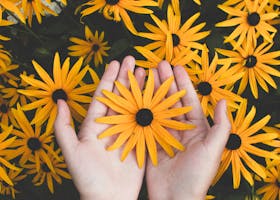 Person Holding Yellow Black-eyed Susan Flowers in Bloom