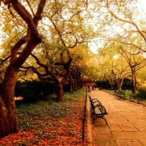 central park during fall season 